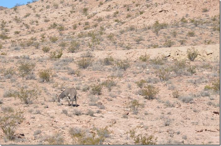 LV&T grade and burro Beatty NV. View 2.